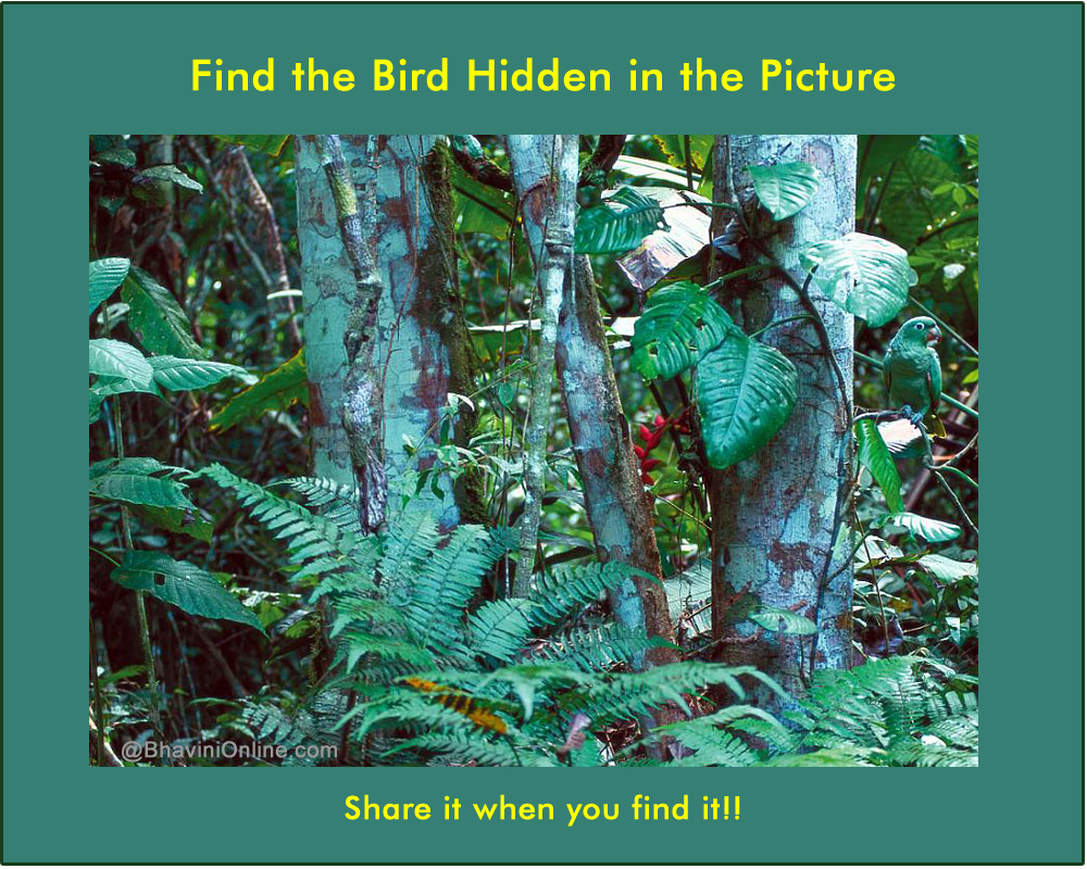 Find the hidden bird in forest
