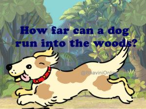 Mesmerizing How Far Can The Dog Run Into The Woods Landscape Concept Mesmerizing How Far Can The Dog Run Into The Woods Landscape Concept