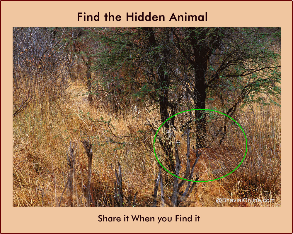 Picture Riddle Find the Animal Hidden in The Forest