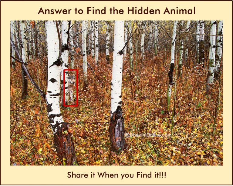 Picture Riddle: Find the Animal Hidden in The Forest 2 | BhaviniOnline.com