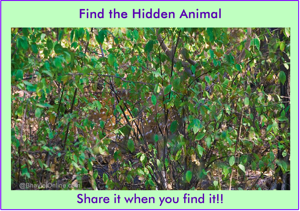 Picture Riddle: Find the Animal Hidden in The Photo 