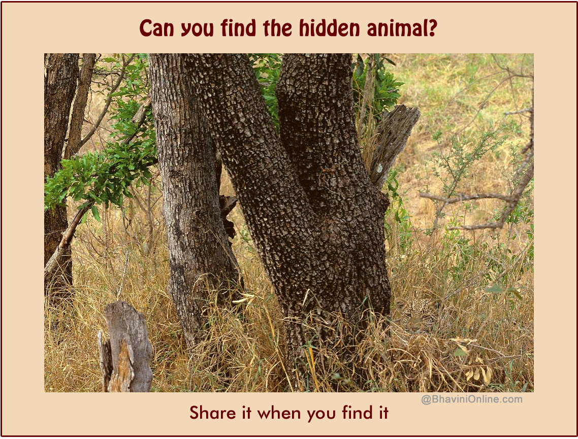 Picture Riddle: How Long Did it Take you to Find the Hidden Animal in this  Photo? 