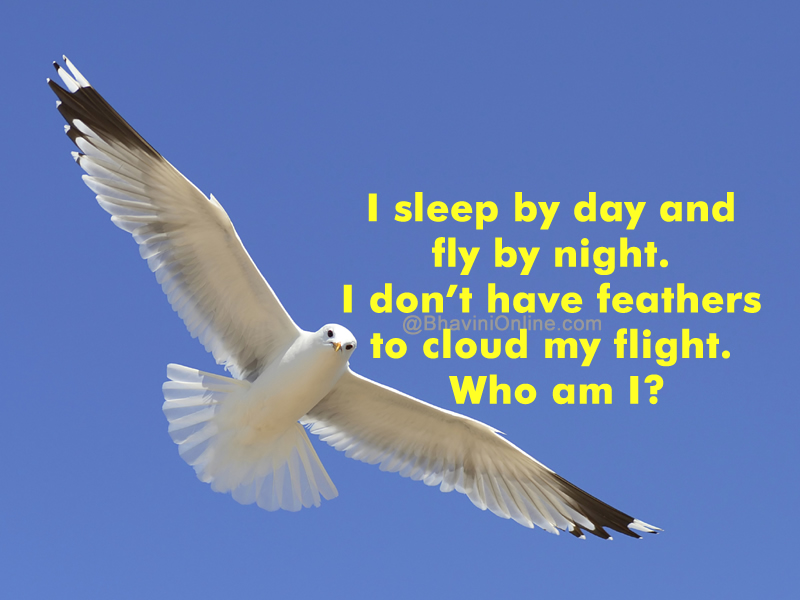 Word Riddle Games: I Sleep By Day And Fly By Night | BhaviniOnline.com