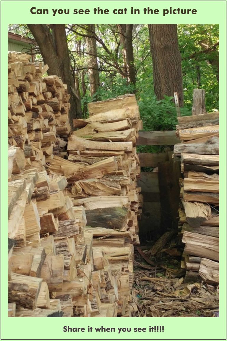 Picture Riddle: Find the Cat in the Image | BhaviniOnline.com